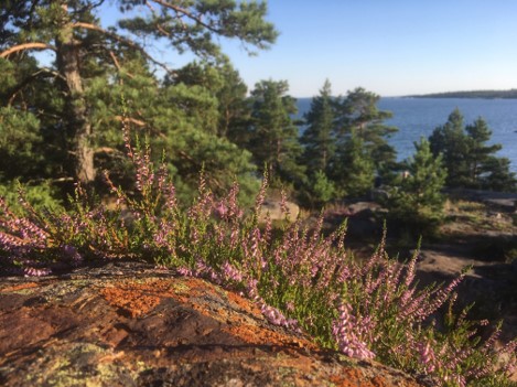 Kanervia, havupuita ja kallio.